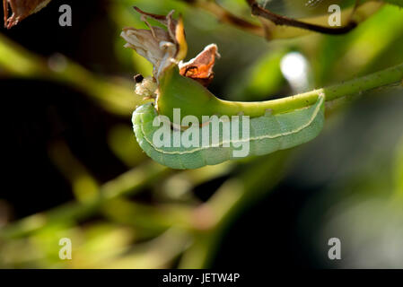 Angle shades moth, Phlogophora meticulosa, late instar caterpillar on the seedhead of a standard rose flower, Berkshire, June Stock Photo
