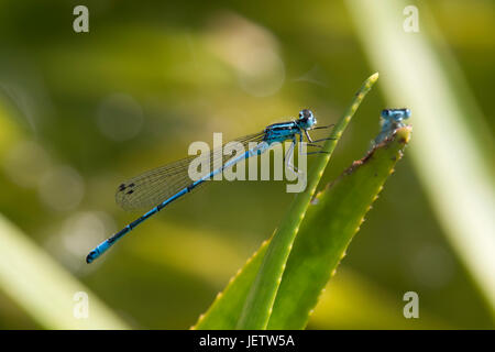 Male common blue damselfly, Enallagma cyathigerum, and another on the leaf of a water soldier, Stratiotes, in a garden pond, Berkshire, June Stock Photo