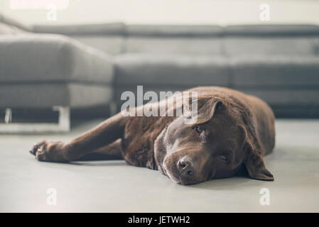 Chocolate Labrador on Floor Stock Photo