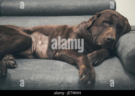 Chocolate Labrador on Sofa Stock Photo