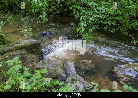 A view of the Des Moines creek in Washington State. Stock Photo