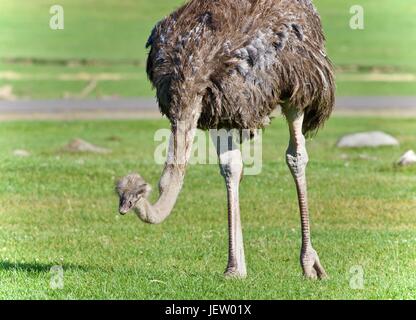 Beautiful isolated photo of an ostrich walking Stock Photo