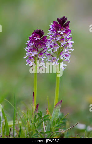 Burnt orchids / burnt-tip orchid (Neotinea ustulata / Orchis ustulata) in flower Stock Photo