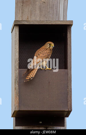 Common kestrel (Falco tinnunculus) female checking out nestbox in spring Stock Photo