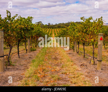 Vineyards near Marananga, South Australia Stock Photo