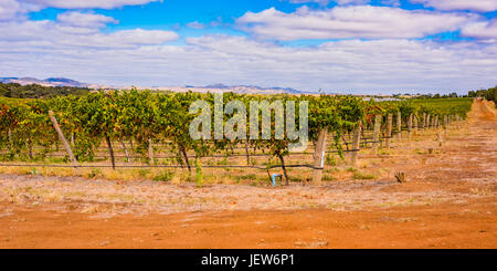 Vineyards near Marananga, South Australia Stock Photo