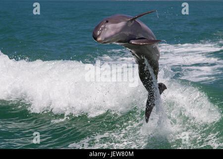 Dolphins Jump out the Water Stock Photo