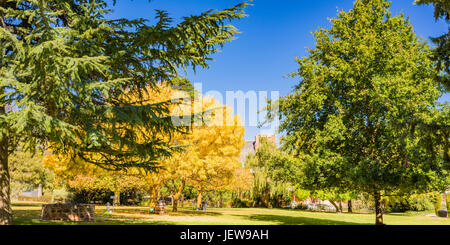 Beautiful deciduous trees at Sevenhill winery in Clare Valley, South Australia Stock Photo