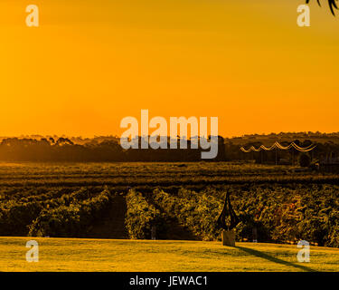 Looking over a vineyard at sunset in the Barossa Valley, South Australia Stock Photo