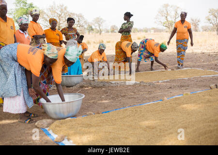 A women’s cooperative processes and parboils rice as an income-generating activity in Upper-East Region, Ghana. Stock Photo