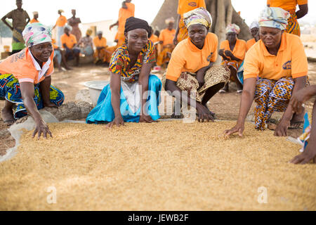 A women’s cooperative processes and parboils rice as an income-generating activity in Upper-East Region, Ghana. Stock Photo