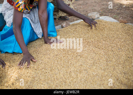 A women’s cooperative processes and parboils rice as an income-generating activity in Upper-East Region, Ghana. Stock Photo