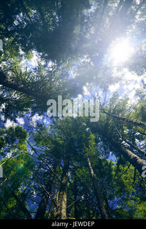 Artistic image of tall Douglas fir forest tree tops over blue sky with a bright sun glare coming throgh the branches. Vancouver Island, British Columb Stock Photo