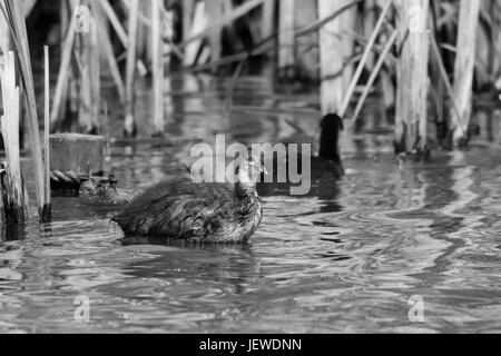 Black and white image of older coot duckling swimming amongst the lake reeds Stock Photo