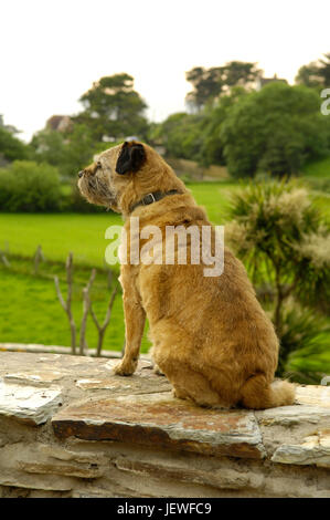 dog on a wall, UK Stock Photo