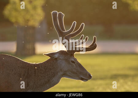 Backlit Red Deer stag (Cervus elaphus)  portrait in growing velvet antlers on a spring evening Stock Photo