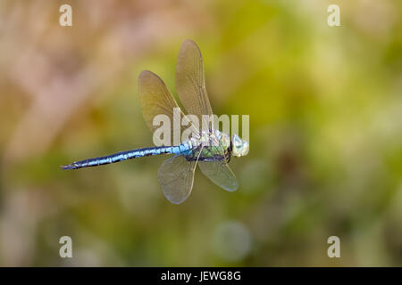 Male Emperor dragonfly (Anax imperator) hawking or patrolling territory in the sunshine Stock Photo