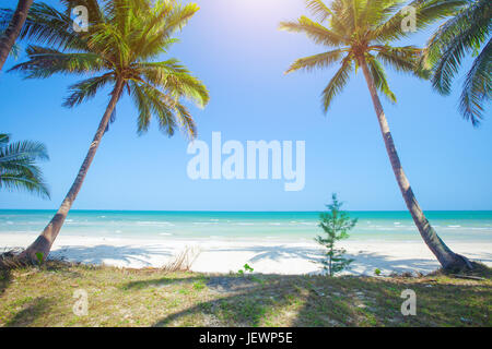 Panorama of tropical beach with coconut palm trees Stock Photo - Alamy