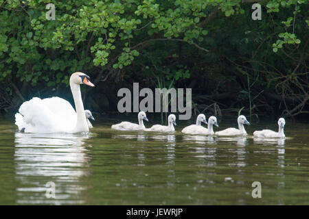 Mute swan, Cygnus olor, with seven babies, cygnets, swimming in line on the River Ant, Norfolk, UK. June. Stock Photo