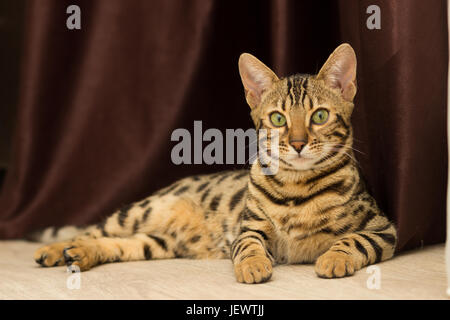 Bengal cat at the age of 5 months lays on the floor resting after playing Stock Photo