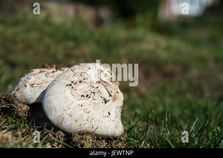 Yellow Stainer (Agaricus xanthodermus) mushroom freshly emerging from the ground on a sunny day in June. Shropshire, UK. Stock Photo