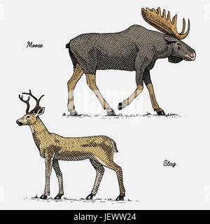 moose or eurasian elk and stag or deer, hand drawn, engraved wild animals in vintage or retro style, zoology set Stock Vector