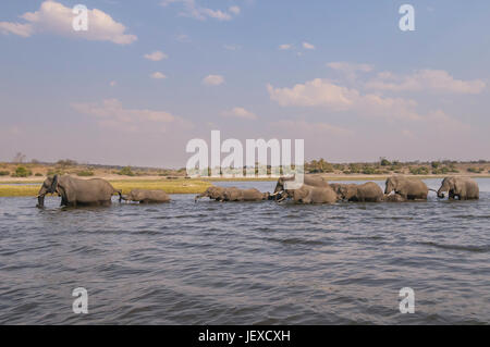African bush elephant, Loxodonta africana, Chobe River, Chobe National Park, Botswana Stock Photo