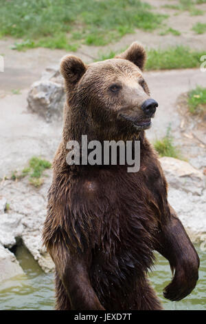 The brown bear stands on the back legs in the water and looks around. Search  food for yourself Stock Photo