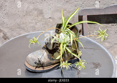 Strange Unusual Plant Pot Stock Photo