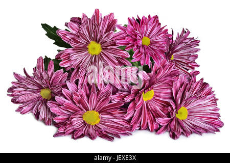 Beautiful chrysanthemum flowers border Stock Photo