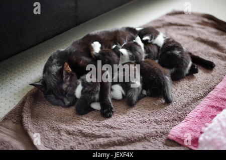 black cat mom feeding her young litter of kittens Stock Photo