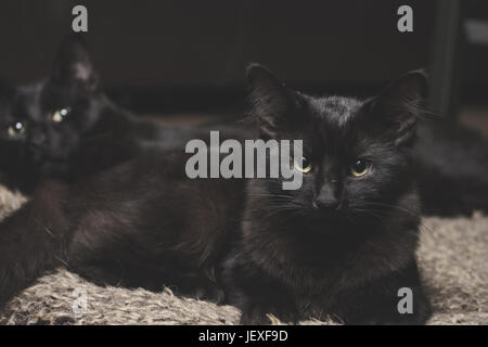 two black cat siblings lying indoors on a carpet Stock Photo