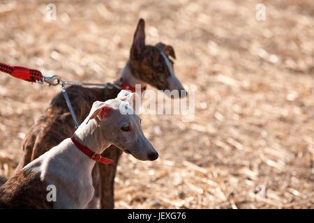 The Greyhound is a breed of dog native of Spain, so it is also known as Spanish galgo. Stock Photo