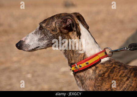 The Greyhound is a breed of dog native of Spain, so it is also known as Spanish galgo. Stock Photo