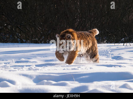 Running and hunting Siberian tiger in wild winter nature - Panthera tigris altaica Stock Photo