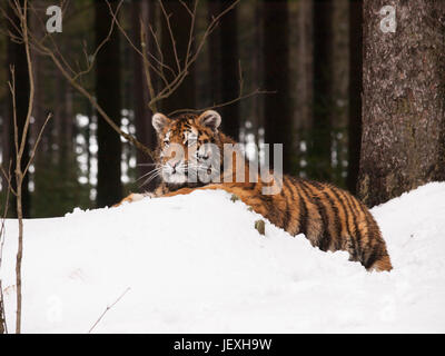 Young siberian tiger lying in forest on snow - Panthera tigris altaica Stock Photo