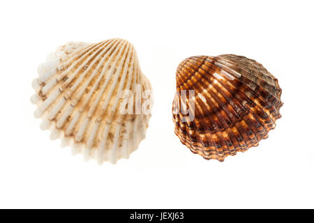 Two brown and beige cockle seashells isolated on white background, closeup. Stock Photo