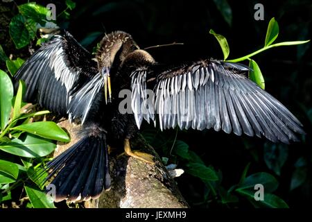 An anhinga, Anhinga anhinga, dries its feather in the sun in Humedal Caribe Noreste at Tortuguero National Park. Stock Photo