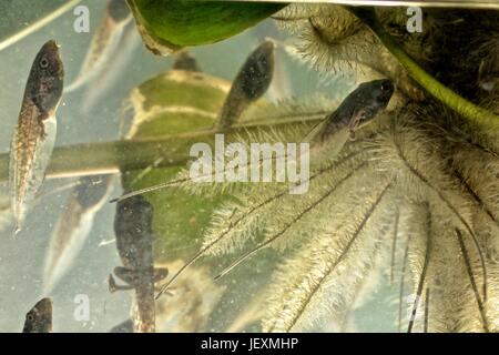 Red eyed tree frogs, Agalychnis callidryas, in transition between tadpole and frog. Stock Photo