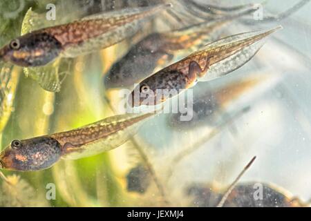 Red eyed tree frogs, Agalychnis callidryas, in transition between tadpole and frog. Stock Photo