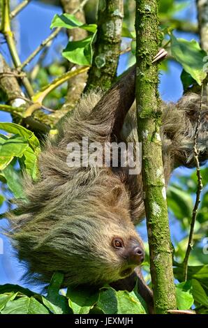 A two-toed sloth, Choloepus hoffmanni, at Humedal Caribe Noreste in Tortuguero National Park.