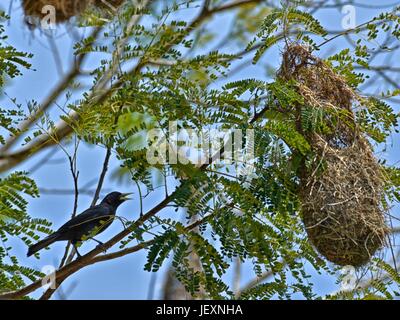 The hanging nest of a yellow-rumped cacique, Cacicus cela. Stock Photo