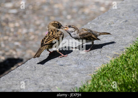 Female adult sparrow feeding fledgling away from the nest, Bilbao Spain Stock Photo