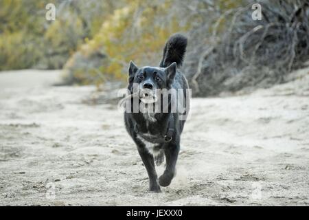 Dog Playing Fetch in Desert Stock Photo