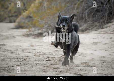 Dog Playing Fetch in Desert Stock Photo