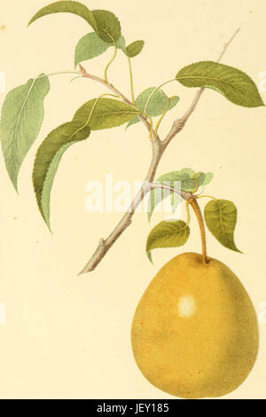 'The fruits of America : containing richly colored figures, and full description of all the choicest varieties cultivated in the United States' (1848) Stock Photo