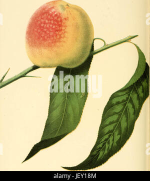 'The fruits of America : containing richly colored figures, and full description of all the choicest varieties cultivated in the United States' (1848) Stock Photo