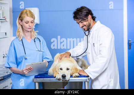 Two vets examining a dog Stock Photo