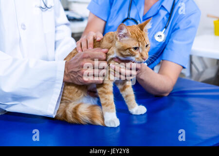 Focus on hands Vet which is holding a cat Stock Photo