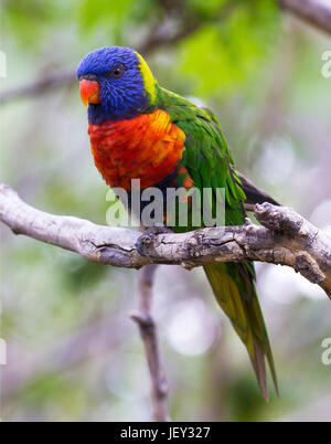 Portrait of Parrot - Rainbow Lorikeet Stock Photo